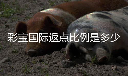 彩宝国际返点比例是多少？返利政策详解